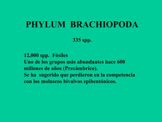 PHYLUM BRACHIOPODA
                    335 spp.

12,000 spp. Fósiles
Uno de los grupos más abundantes hace 600
millones de años (Precámbrico).
Se ha sugerido que perdieron en la competencia
con los moluscos bivalvos epibentónicos.
 