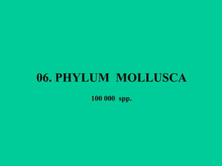 06. PHYLUM MOLLUSCA
      100 000 spp.
 