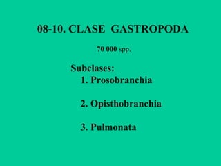 08-10. CLASE GASTROPODA
          70 000 spp.

     Subclases:
       1. Prosobranchia

       2. Opisthobranchia

       3. Pulmonata
 