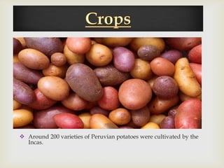 




 Around 200 varieties of Peruvian potatoes were cultivated by the
  Incas.
 
