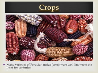 




 Many varieties of Peruvian maize (corn) were well-known to the
  Incas for centuries
 