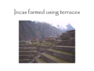 Incas farmed using terraces 