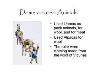 Domesticated Animals Used Llamas as pack animals, for wool, and for meat Used Alpacas for wool The ruler wore clothing made from the wool of Vicunas 