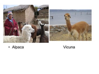 Alpaca   Vicuna 