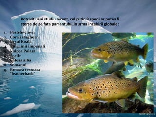 09.12.2015 20:14:23 22
Potrivit unui studiu recent, cel putin 9 specii ar putea fi
sterse de pe fata pamantului,in urma incalzirii globale :
1. Pestele-clovn
2. Corali staghorn
3. Ursul Koala
4. Pinguinii imperiali
5. Vulpea Polara
6. Focile
7. Balena alba
8. Somonul
9. Broasca testoasa
“leatherback”
 