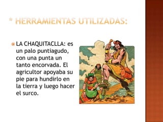  LA CHAQUITACLLA: es
 un palo puntiagudo,
 con una punta un
 tanto encorvada. El
 agricultor apoyaba su
 pie para hundirlo en
 la tierra y luego hacer
 el surco.
 