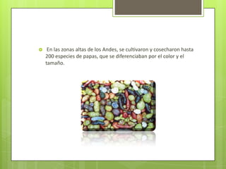     En las zonas altas de los Andes, se cultivaron y cosecharon hasta
    200 especies de papas, que se diferenciaban por el color y el
    tamaño.
 
