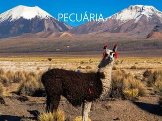 PECUÁRIA
 