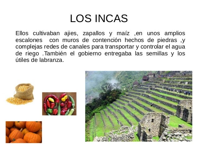 Incas 5 a