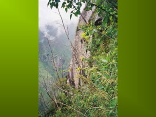 Incas chaf   copie