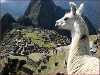 Incas chaf   copie