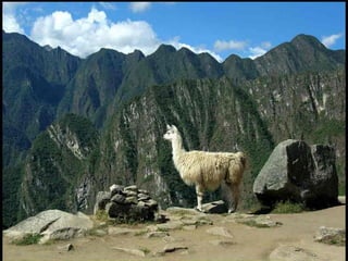 Incas chaf   copie