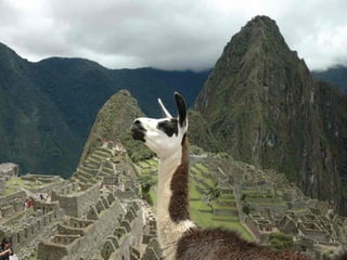 Incas chaf   copie