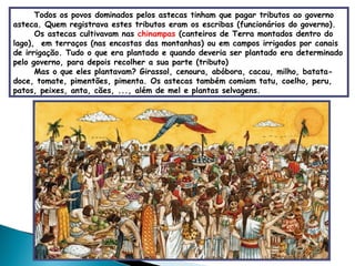 Todos os povos dominados pelos astecas tinham que pagar tributos ao governo asteca. Quem registrava estes tributos eram os escribas (funcionários do governo). Os astecas cultivavam nas  chinampas  (canteiros de Terra montados dentro do lago),  em terraços (nas encostas das montanhas) ou em campos irrigados por canais de irrigação. Tudo o que era plantado e quando deveria ser plantado era determinado pelo governo, para depois recolher a sua parte (tributo) Mas o que eles plantavam? Girassol, cenoura, abóbora, cacau, milho, batata-doce, tomate, pimentões, pimenta. Os astecas também comiam tatu, coelho, peru, patos, peixes, anta, cães, ..., além de mel e plantas selvagens.   