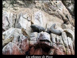 Les phoques de Pisco 