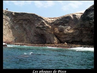 Les phoques de Pisco 