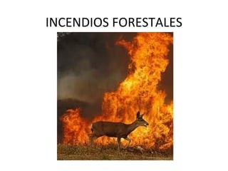 INCENDIOS FORESTALES
 
