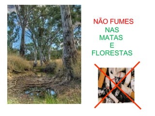   NÃO FUMES   NAS  MATAS  E FLORESTAS 