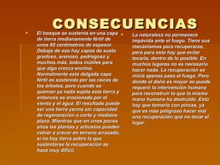 CONSECUENCIAS El bosque se sustenta en una capa de tierra medianamente fértil de unos 60 centímetros de espesor. Debajo de eso hay capas de suelo gredoso, arenoso, pedregoso y muchos más, todos inútiles para que algo crezca encima. Normalmente esta delgada capa fértil es sostenida por las raíces de los árboles, pero cuando se queman ya nada sujeta esta tierra y entonces es erosionada por el viento y el agua. El resultado puede ser una tierra yerma sin capacidad de regeneración a corto y mediano plazo. Mientras que en unos pocos años las plantas y arbustos pueden volver a crecer en terreno arrasado, si no hay tierra sobre la que sustentarse la recuperación se hace muy difícil.  La naturaleza no permanece impávida ante el fuego. Tiene sus mecanismos para recuperarse, pero para esto hay que evitar tocarla, dentro de lo posible. En muchos lugares no es necesario hacer nada. La recuperación se inicia apenas pasa el fuego. Pero donde el daño es mayor se puede requerir la intervención humana para reconstruir lo que la misma mano humana ha destruido. Esto hay que tomarlo con pinzas, ya que es más peligroso hacer mal una recuperación que no tocar el lugar.   