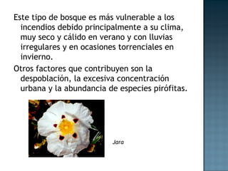 Este tipo de bosque es más vulnerable a los
incendios debido principalmente a su clima,
muy seco y cálido en verano y con lluvias
irregulares y en ocasiones torrenciales en
invierno.
Otros factores que contribuyen son la
despoblación, la excesiva concentración
urbana y la abundancia de especies pirófitas.
Jara
 