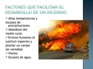  Altas temperaturas y
escasez de
precipitaciones.
 Abandono del
medio rural.
 Errores humanos al
sustituir especies y
plantar un campo
sin variedad.
 Viento.
 Escasez de agua.
 