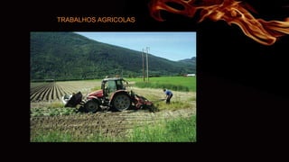 TRABALHOS AGRICOLAS
 