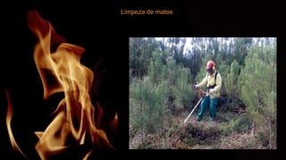 Limpeza de matos
 