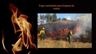 Fogo controlado para limpeza de
matos
 
