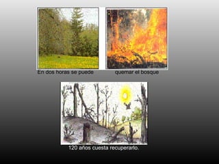 En dos horas se puede  quemar el bosque 120 años cuesta recuperarlo. 
