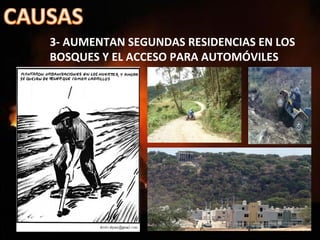 3- AUMENTAN SEGUNDAS RESIDENCIAS EN LOS
BOSQUES Y EL ACCESO PARA AUTOMÓVILES
 