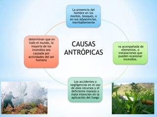 La presencia del
hombre en los
montes, bosques, o
en sus adyacencias,
inevitablemente
va acompañada de
elementos, o
instalaciones que
pueden ocasionar
incendios.
Los accidentes o
negligencias en el uso
de esos recursos y el
deficiente manejo o
mala intención en la
aplicación del fuego
determinan que en
todo el mundo, la
mayoría de los
incendios sea
causada por
actividades del ser
humano
CAUSAS
ANTRÓPICAS
 