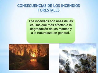 Los incendios son unas de las
causas que más afectan a la
degradación de los montes y
a la naturaleza en general.
 