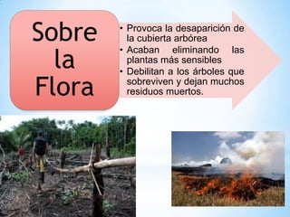 • Provoca la desaparición de
la cubierta arbórea
• Acaban eliminando las
plantas más sensibles
• Debilitan a los árboles que
sobreviven y dejan muchos
residuos muertos.
Sobre
la
Flora
 