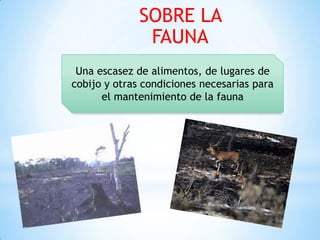 SOBRE LA
FAUNA
Una escasez de alimentos, de lugares de
cobijo y otras condiciones necesarias para
el mantenimiento de la fauna
 