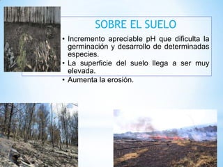SOBRE EL SUELO
• Incremento apreciable pH que dificulta la
germinación y desarrollo de determinadas
especies.
• La superficie del suelo llega a ser muy
elevada.
• Aumenta la erosión.
 