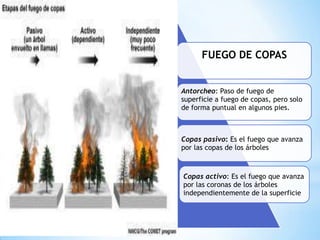 FUEGO DE COPAS
Antorcheo: Paso de fuego de
superficie a fuego de copas, pero solo
de forma puntual en algunos pies.
Copas pasivo: Es el fuego que avanza
por las copas de los árboles
Copas activo: Es el fuego que avanza
por las coronas de los árboles
independientemente de la superficie
 