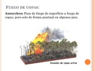 FUEGO DE COPAS:
Antorcheo: Paso de fuego de superficie a fuego de
copas, pero solo de forma puntual en algunos pies.
 
