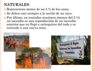 NATURALES
 Representan menos de un 5 % de los casos.
 Se deben casi siempre a la acción de un rayo.
 Por último, en contadas ocasiones (menos del 2 %)
un incendio es una reproducción de un incendio
anterior que no llegó a extinguirse del todo y se
extiende a una nueva zona.
 