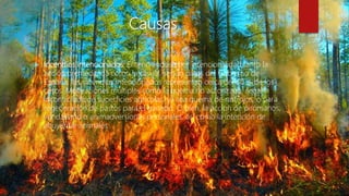 Causas
 Incendios intencionados: Entendiéndose por intencionalidad tanto la
acción premeditada como la casual, según datos del Gobierno de
España, los incendios intencionados representan cerca del 60 % de los
casos. Motivaciones múltiples como la quema no autorizada, ilegal e
incontrolada de superficies agrícolas, ya sea quema de rastrojos, o para
regeneración de pastos para el ganado. O bien, la acción de pirómanos,
vandalismo o animadversiones personales, así como la intención de
ahuyentar animales
 