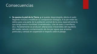 Consecuencias
 Se quema la piel de la Tierra, y al quedar desprotegida, afecta al suelo
llegando incluso a modifican su composición biológica. A la par están los
daños para una parte de la población animal de la zona, especialmente la
que tenga menos movilidad (invertebrados, crías de aves o mamíferos,
etc.). Paralelamente se producen alteraciones irreversibles del equilibrio
del medio natural y contaminación de ríos por aguas que arrastras
partículas y cenizas en suspensión e impacto sobe el paisaje.
 