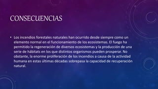 CONSECUENCIAS
• Los incendios forestales naturales han ocurrido desde siempre como un
elemento normal en el funcionamiento de los ecosistemas. El fuego ha
permitido la regeneración de diversos ecosistemas y la producción de una
serie de hábitats en los que distintos organismos pueden prosperar. No
obstante, la enorme proliferación de los incendios a causa de la actividad
humana en estas últimas décadas sobrepasa la capacidad de recuperación
natural.
 