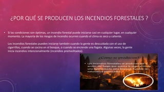 ¿POR QUÉ SE PRODUCEN LOS INCENDIOS FORESTALES ?
• Si las condiciones son óptimas, un incendio forestal puede iniciarse casi en cualquier lugar, en cualquier
momento. La mayoría de los riesgos de incendio ocurren cuando el clima es seco y caliente.
Los incendios forestales pueden iniciarse también cuando la gente es descuidada con el uso de
cigarrillos, cuando se cocina en el bosque, o cuando se enciende una fogata. Algunas veces, la gente
inicia incendios intencionalmente (incendios premeditados).
 