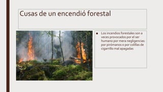 Cusas de un encendió forestal
■ Los incendios forestales son a
veces provocados por el ser
humano por mera negligencias:
por pirómanos o por colillas de
cigarrillo mal apagadas
 