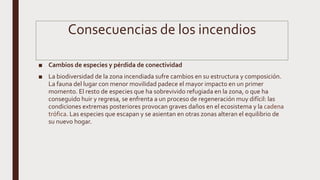 Consecuencias de los incendios
■ Cambios de especies y pérdida de conectividad
■ La biodiversidad de la zona incendiada sufre cambios en su estructura y composición.
La fauna del lugar con menor movilidad padece el mayor impacto en un primer
momento. El resto de especies que ha sobrevivido refugiada en la zona, o que ha
conseguido huir y regresa, se enfrenta a un proceso de regeneración muy difícil: las
condiciones extremas posteriores provocan graves daños en el ecosistema y la cadena
trófica. Las especies que escapan y se asientan en otras zonas alteran el equilibrio de
su nuevo hogar.
 
