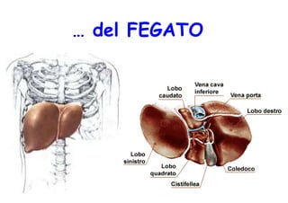 Incenerimento e rischi per la salute