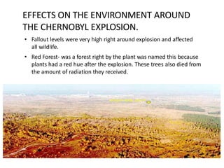 EFFECTS ON THE ENVIRONMENT AROUND
THE CHERNOBYL EXPLOSION.
• Fallout levels were very high right around explosion and affected
all wildlife.
• Red Forest- was a forest right by the plant was named this because
plants had a red hue after the explosion. These trees also died from
the amount of radiation they received.
 