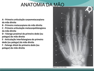 ANATOMIA DA MÃO
A - Primeira articulação carpometacarpiana
da mão direita
B - Primeiro metacarpiano da mão direita
C - Primeira articulação metacarpofalangiana
da mão direita
D - Falange proximal do primeiro dedo (ou
polegar) da mão direita
E - Articulação interfalangiana do primeiro
dedo (ou polegar) da mão direita
F - Falange distal do primeiro dedo (ou
polegar) da mão direita
 
