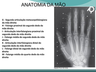 ANATOMIA DA MÃO
G - Segunda articulação metacarpofalangiana
da mão direita
H - Falange proximal do segundo dedo da
mão direita
I - Articulação interfalangiana proximal do
segundo dedo da mão direita
J - Falange média do segundo dedo da mão
direita
K - Articulação interfalangiana distal do
segundo dedo da mão direita
L - Falange distal do segundo dedo da mão
direita
M - Falange média do quarto dedo da mão
direita
 