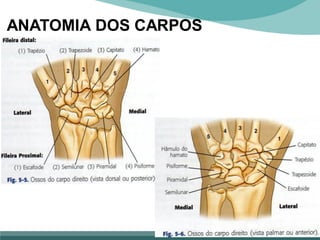 ANATOMIA DOS CARPOS
 