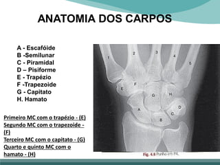 ANATOMIA DOS CARPOS
A - Escafóide
B -Semilunar
C - Piramidal
D – Pisiforme
E - Trapézio
F -Trapezoide
G - Capitato
H. Hamato
Primeiro MC com o trapézio - (E)
Segundo MC com o trapezoide -
(F)
Terceiro MC com o capitato - (G)
Quarto e quinto MC com o
hamato - (H)
 